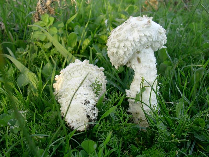 Amanita vittadinii