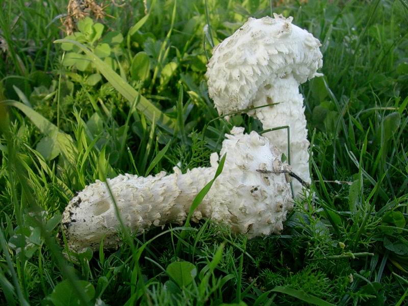 Amanita vittadinii