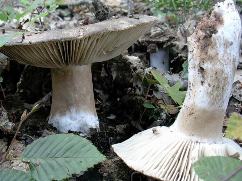 russula nigricans ??