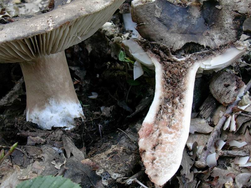 russula nigricans ??