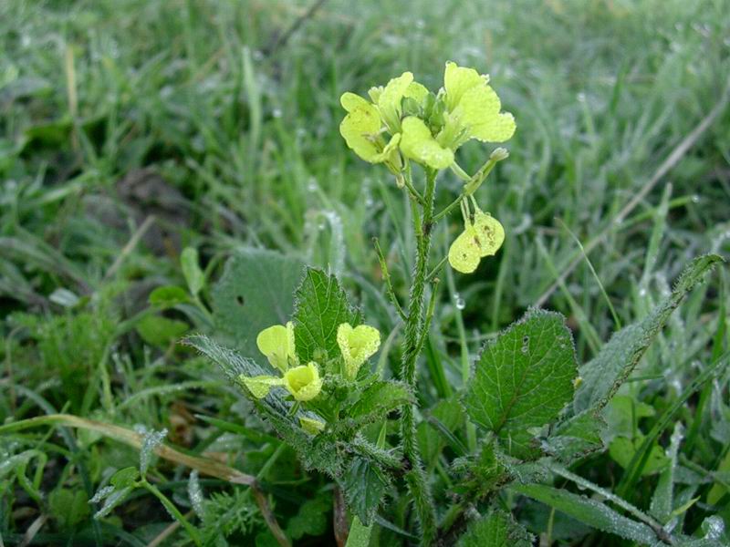 fiore (Brassica sp.)