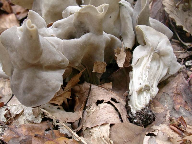 Helvella 01.11.05