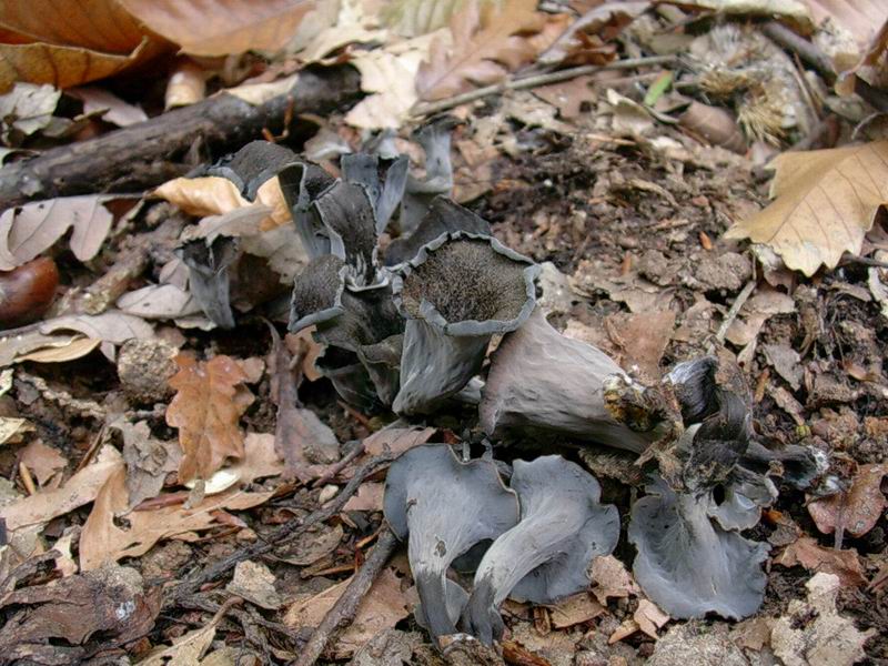 Craterellus cornucopioides