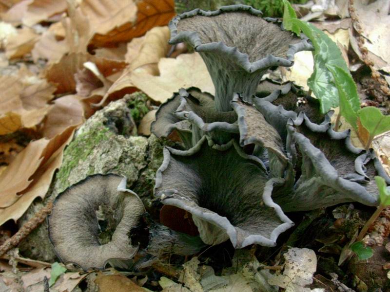 Craterellus cornucopioides