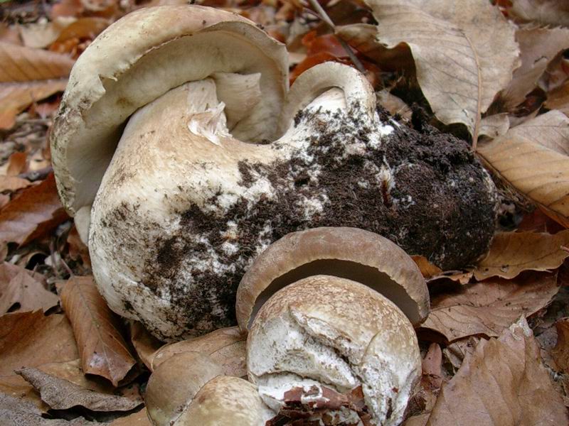 porcini