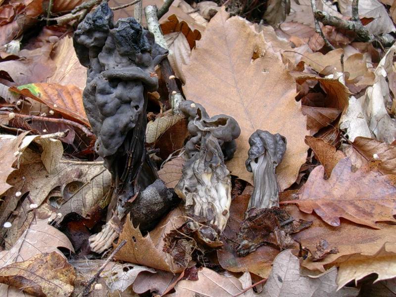 Helvella sulcata?