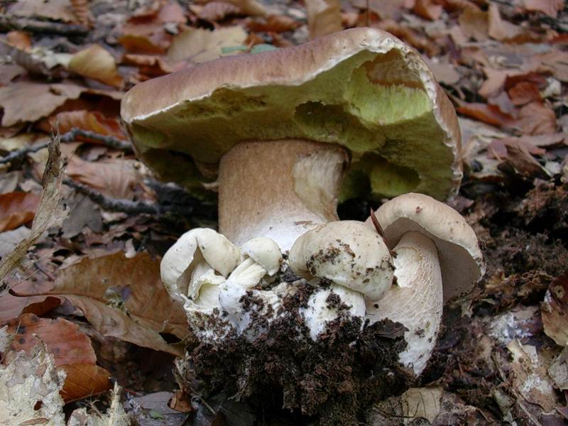 Boletus edulis