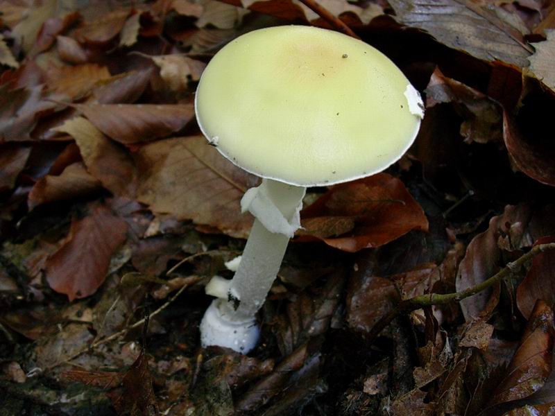 Amanita junquillea ??