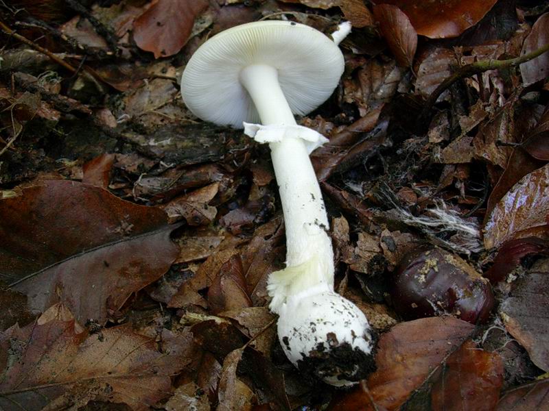 Amanita junquillea ??