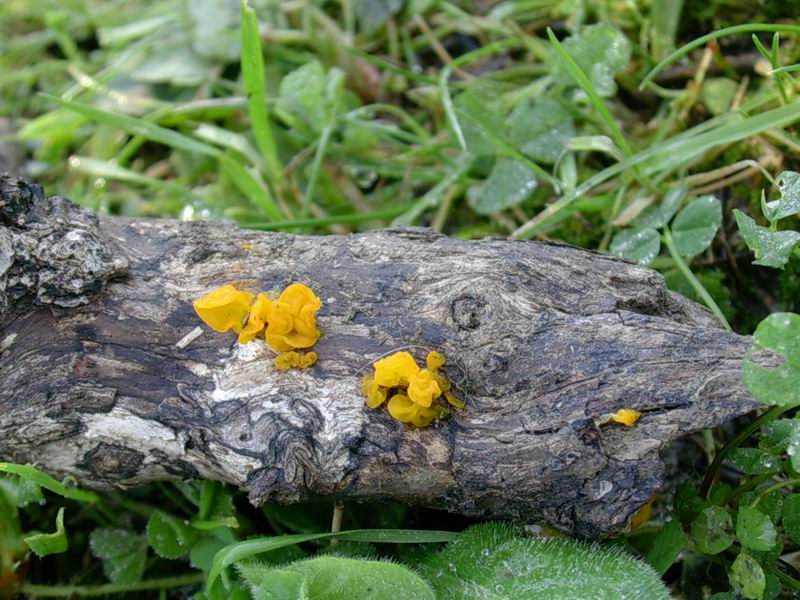 Tremella mesenterica
