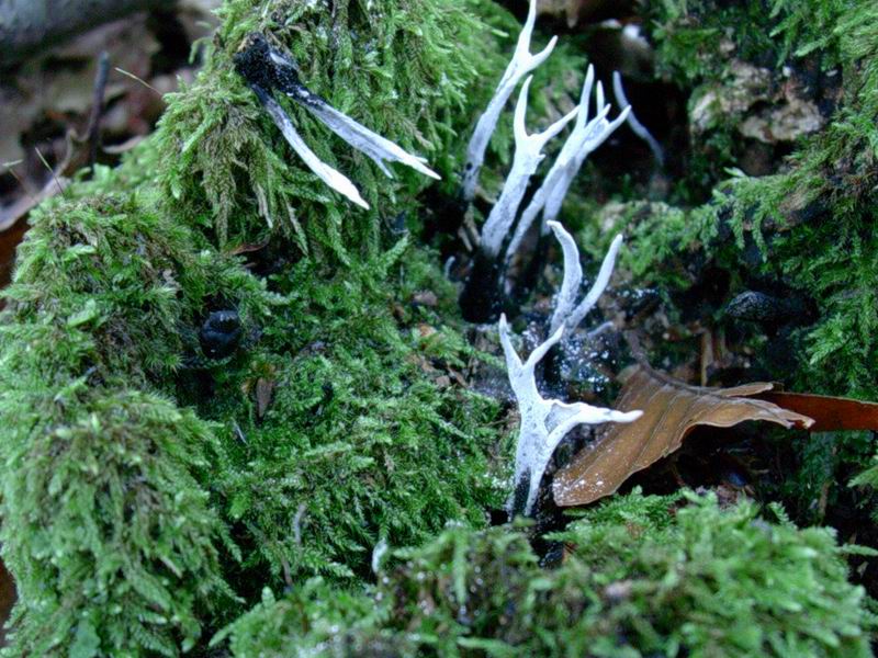 Xylaria hypoxylon ??