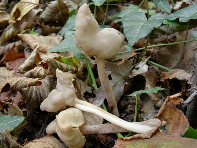 Helvella elastica?