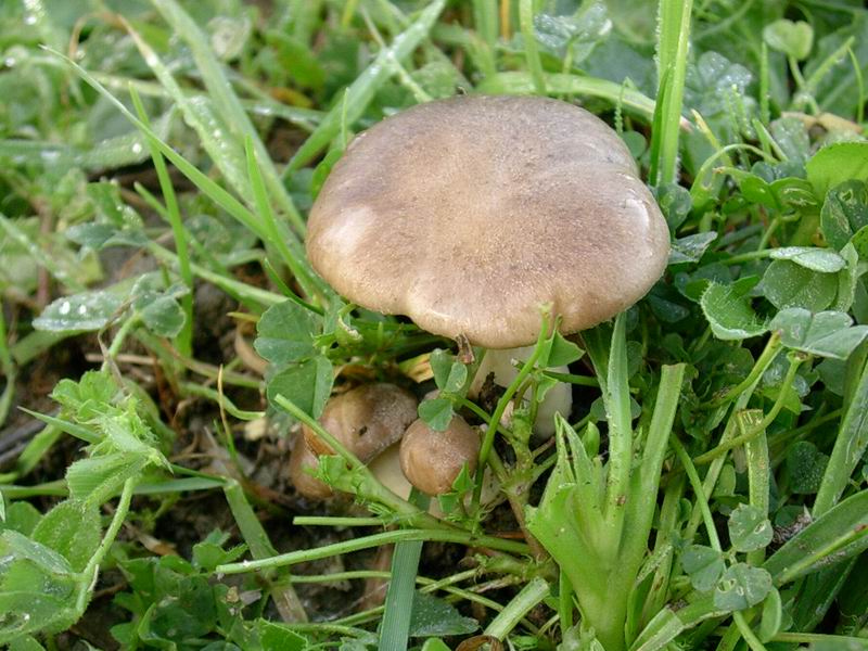 Pleurotus eryngii