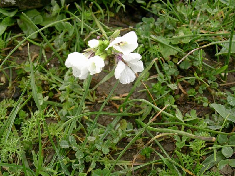 Diplotaxis erucoides / Ruchetta violacea