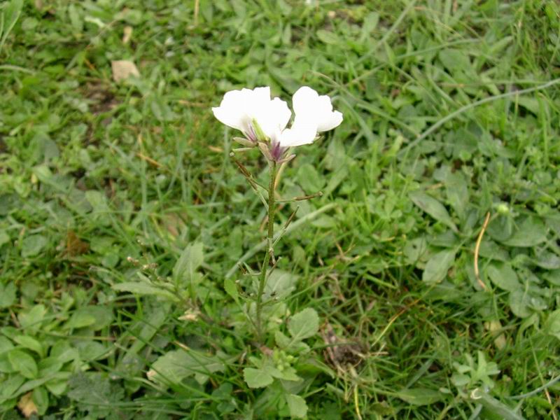 Diplotaxis erucoides / Ruchetta violacea