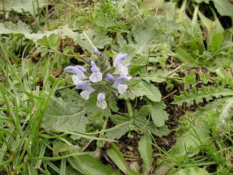 Salvia verbenaca / Salvia minore