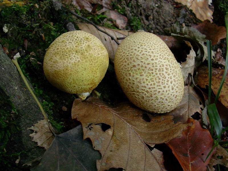 Mycena rosea, Clitocybe nebularis, Lycoperdon perlatum