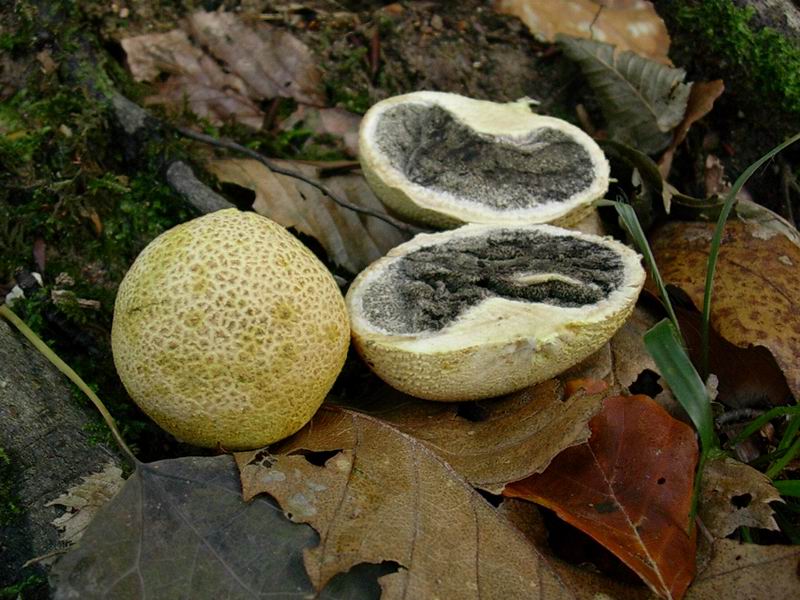 Mycena rosea, Clitocybe nebularis, Lycoperdon perlatum