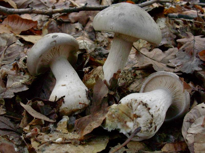 Mycena rosea, Clitocybe nebularis, Lycoperdon perlatum