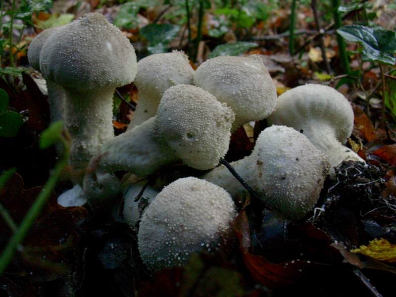 Mycena rosea, Clitocybe nebularis, Lycoperdon perlatum