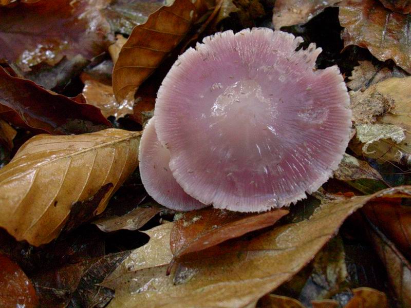 Mycena rosea, Clitocybe nebularis, Lycoperdon perlatum
