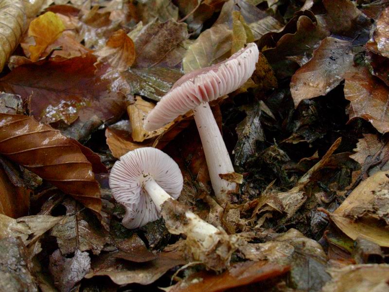 Mycena rosea, Clitocybe nebularis, Lycoperdon perlatum