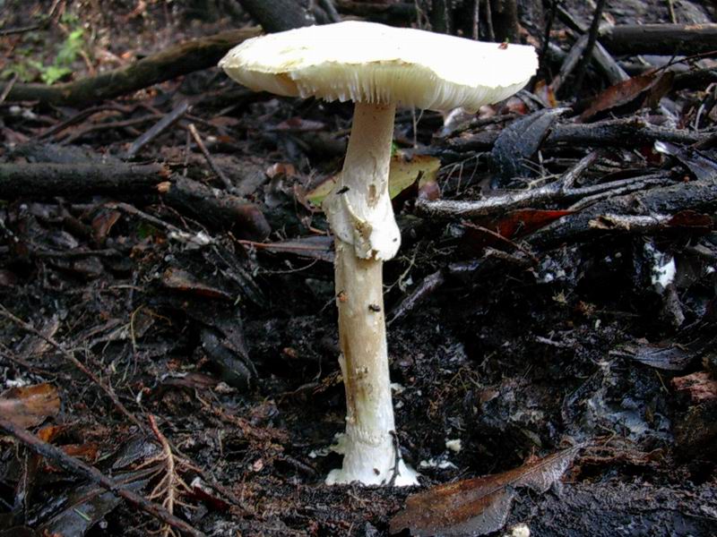 Helvella lacunosa, Tricholoma squarrulosum...