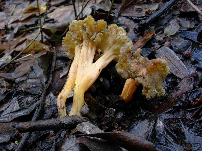 Helvella lacunosa, Tricholoma squarrulosum...