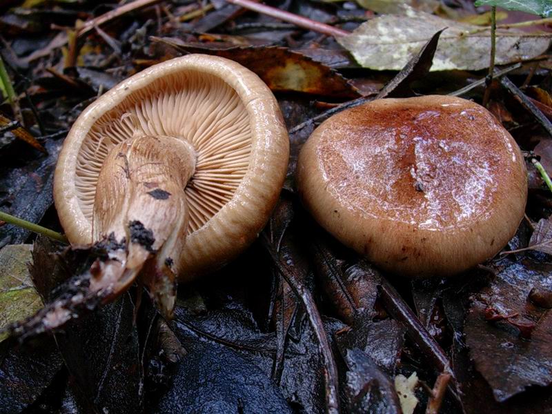 Helvella lacunosa, Tricholoma squarrulosum...