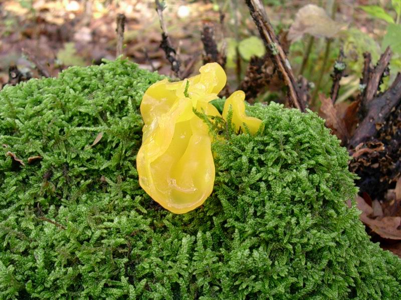 Helvella lacunosa, Tricholoma squarrulosum...