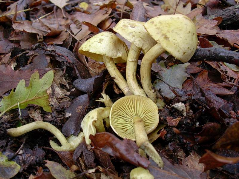 Helvella lacunosa, Tricholoma squarrulosum...
