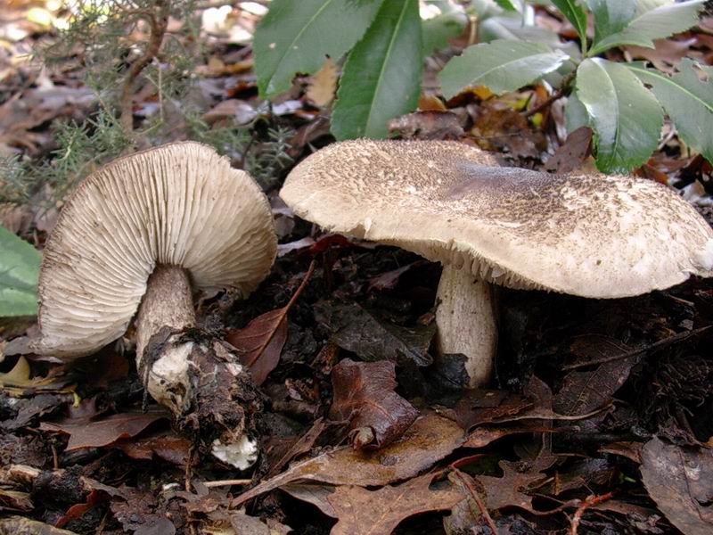 Helvella lacunosa, Tricholoma squarrulosum...