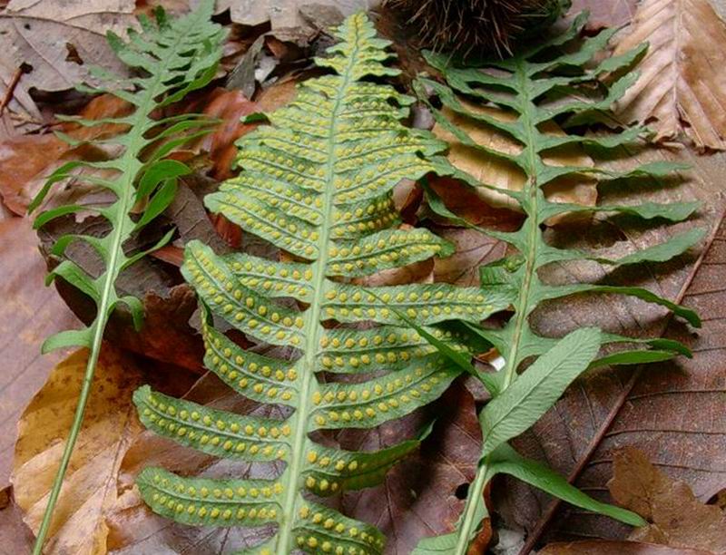 Polypodium interjectum