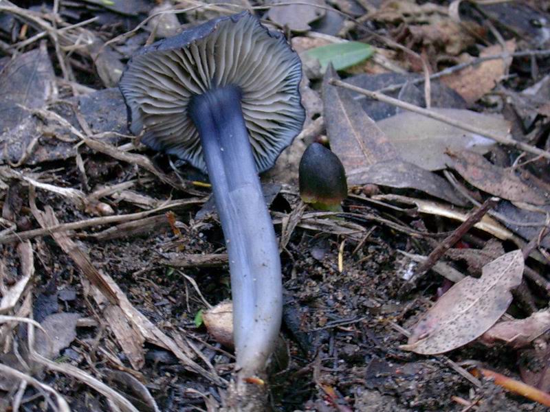 Clitocybe geotropa, Cantharellus cibarius, Entoloma bloxami?