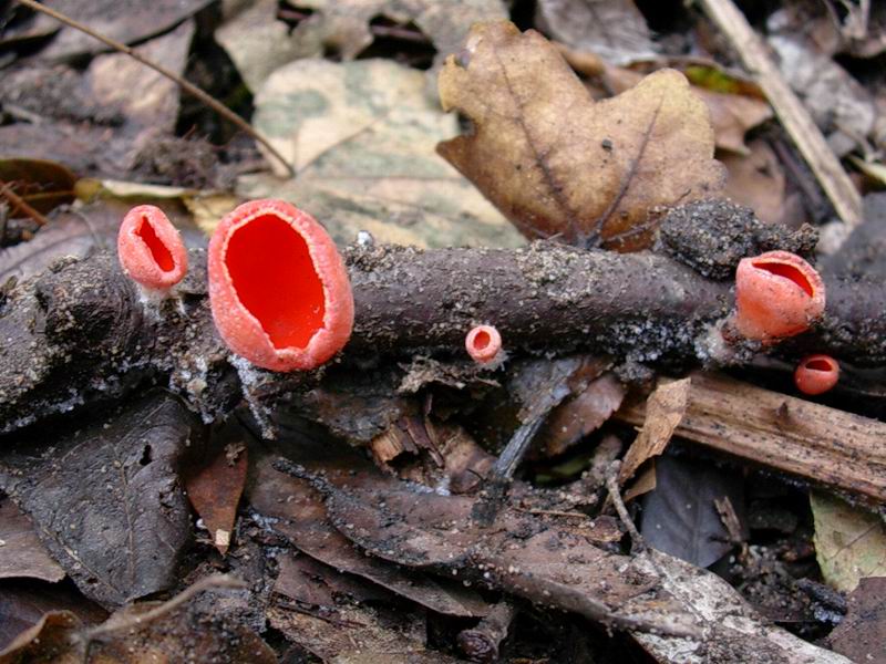 Clitocybe geotropa, Cantharellus cibarius, Entoloma bloxami?