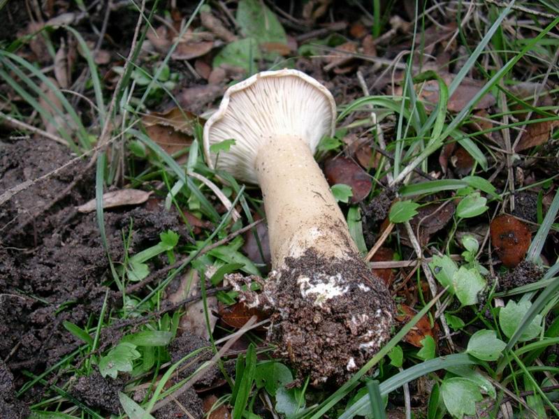 Clitocybe geotropa, Cantharellus cibarius, Entoloma bloxami?
