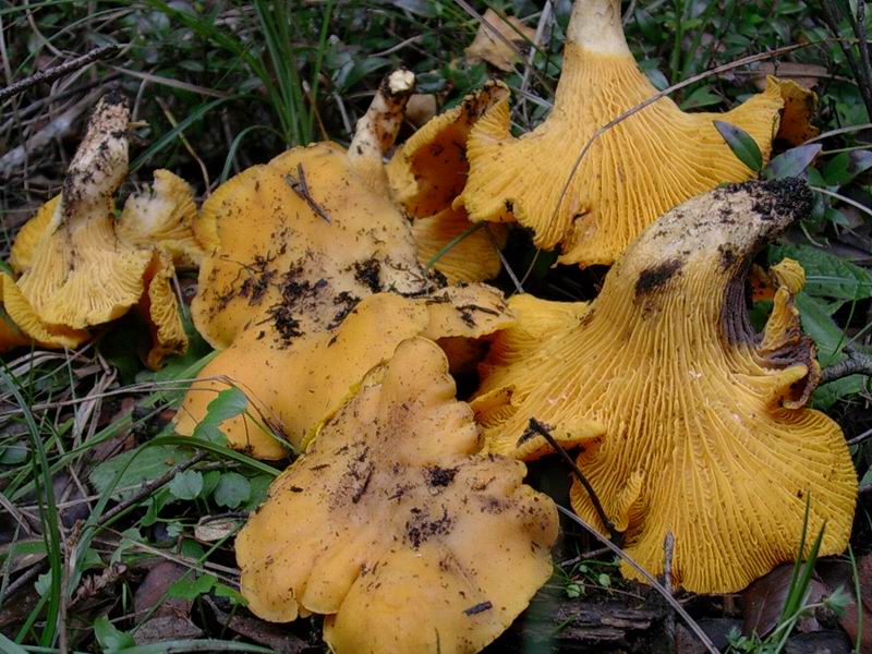 Clitocybe geotropa, Cantharellus cibarius, Entoloma bloxami?