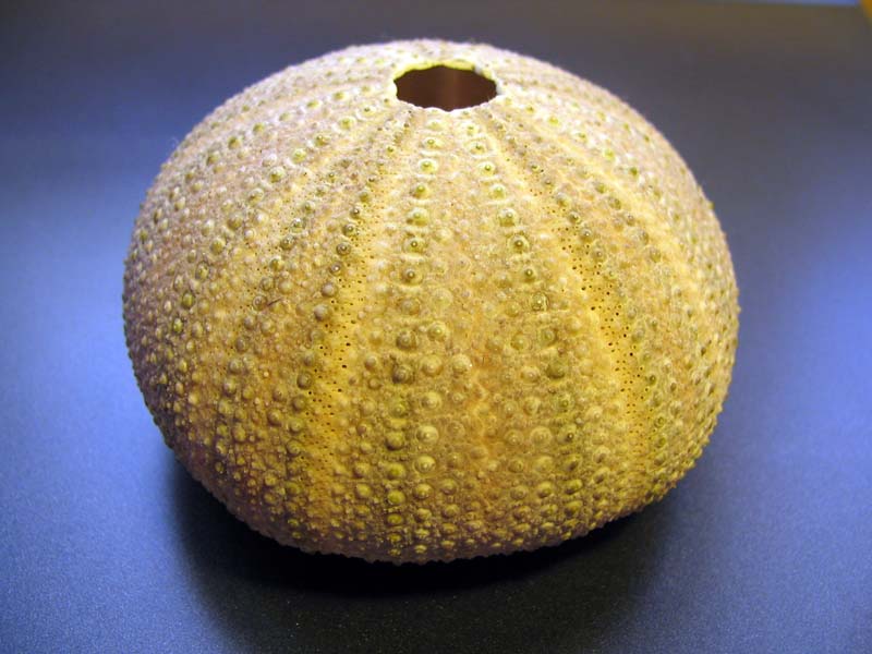 Teche: Sphaerechinus granularis, P. lividus e A. lixula