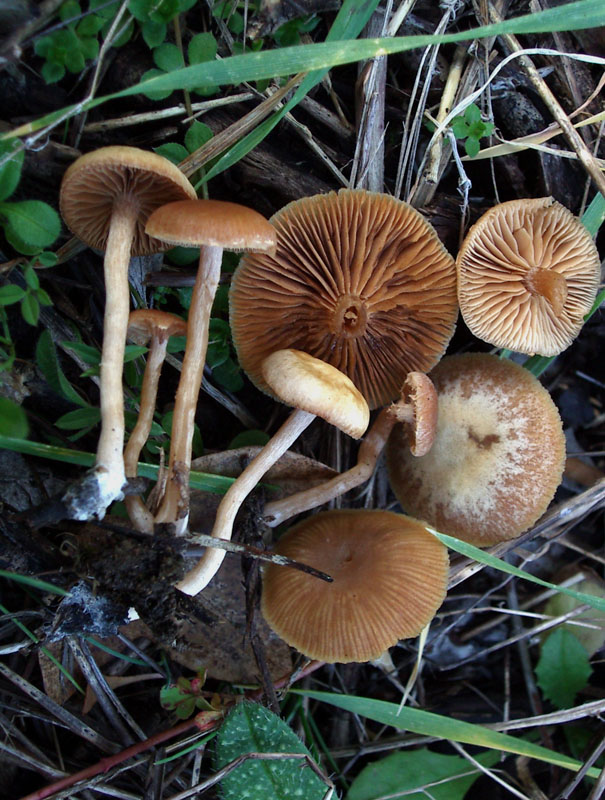 Tubaria sp. e Lyophyllum annerente