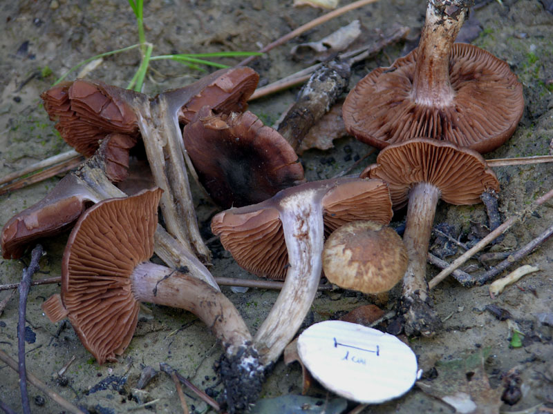 Cortinarius decipiens