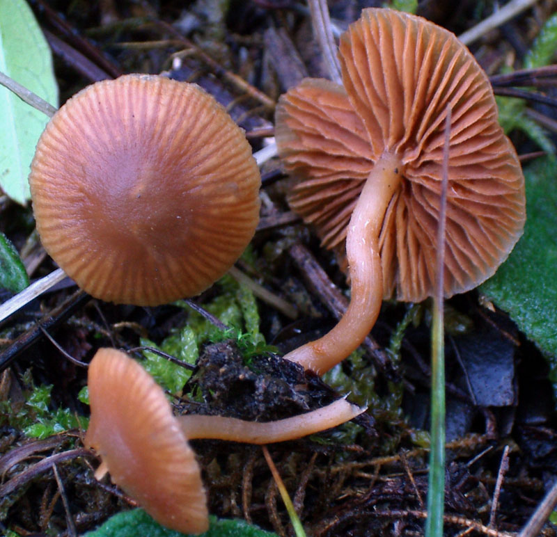 Tubaria sp. e Lyophyllum annerente
