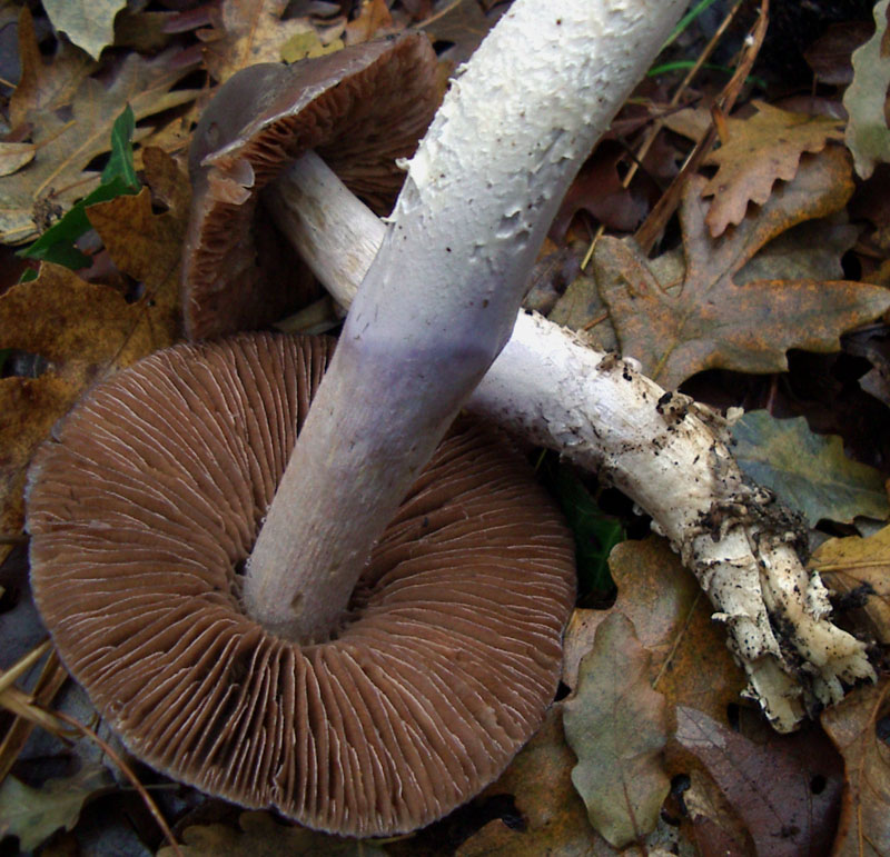 Cortinarius elatior ?