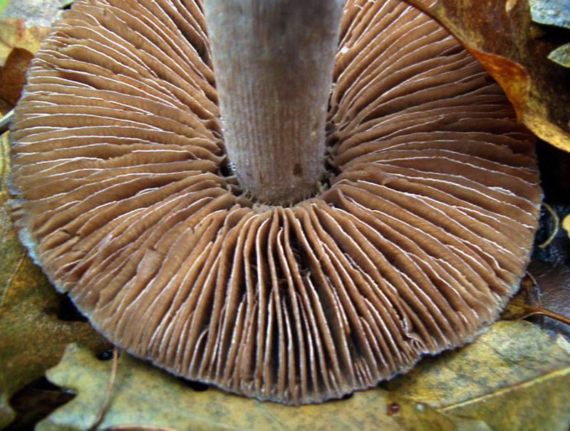Cortinarius elatior ?
