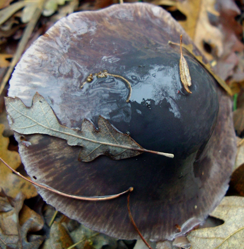 Cortinarius elatior ?