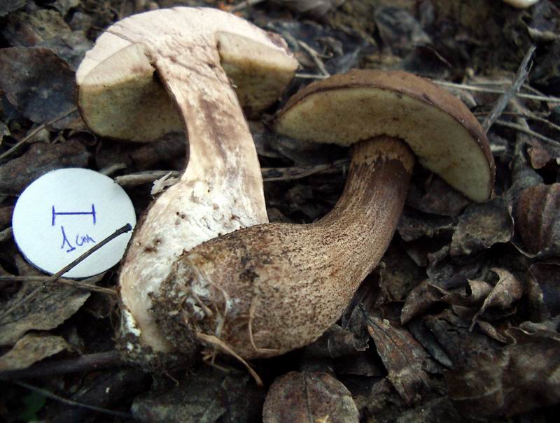 Leccinum crocipodium, Xerocomus sp., Suillus sp.