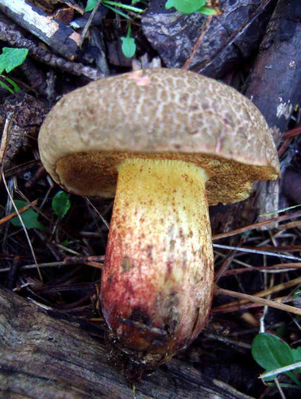 Leccinum crocipodium, Xerocomus sp., Suillus sp.