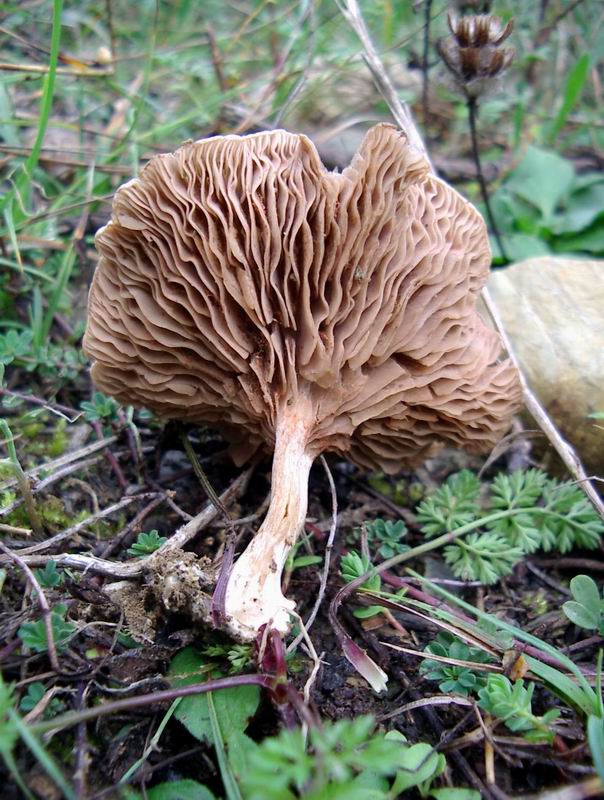 Entoloma undatum e Volvariella gloiocephala