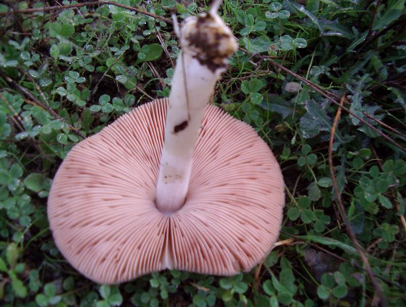 Entoloma undatum e Volvariella gloiocephala