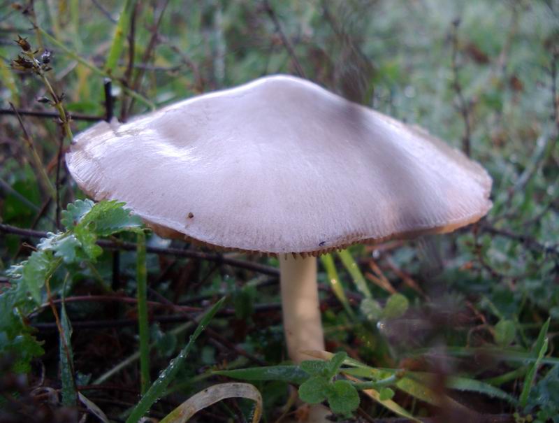 Entoloma undatum e Volvariella gloiocephala