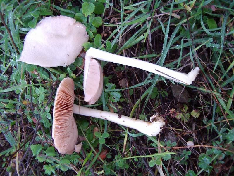 Entoloma undatum e Volvariella gloiocephala